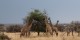 Tanzanie - 2010-09 - 247 - Serengeti - Girafes